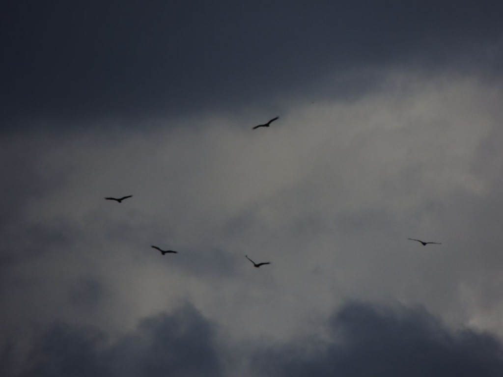 Last Turkey Vultures of the fall on their way.