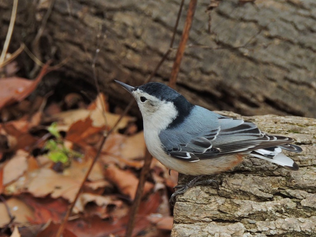 White-breasted Nuthatch