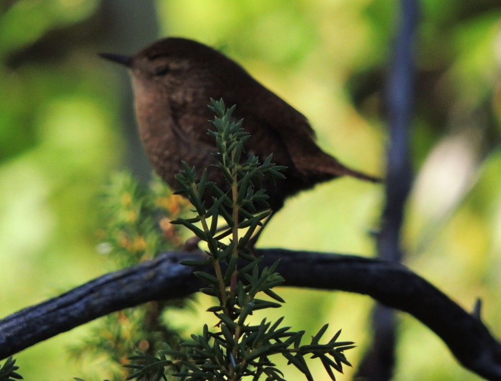 Winter Wren