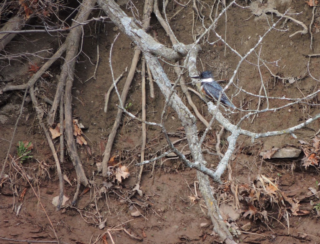 Belted Kingfisher