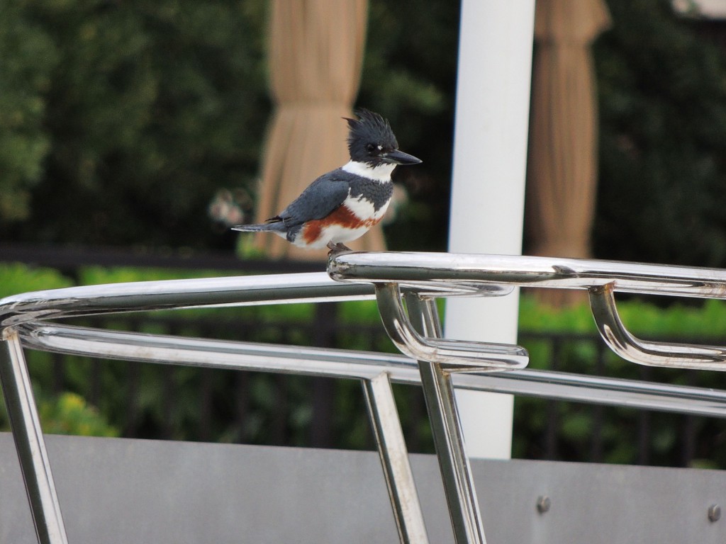  Belted Kingfisher. Female. Florida Dec. 2014