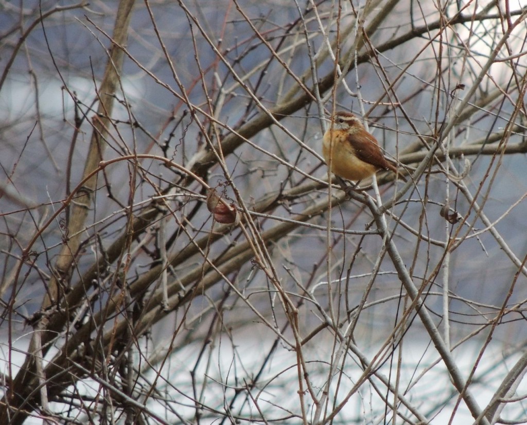 Carolina Wren