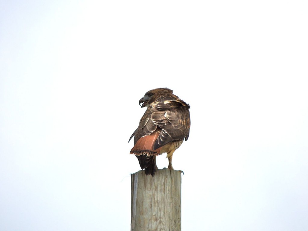 Red-tailed Hawk