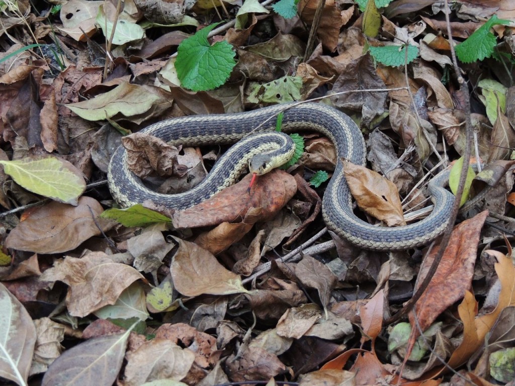 Eastern Garter Snake