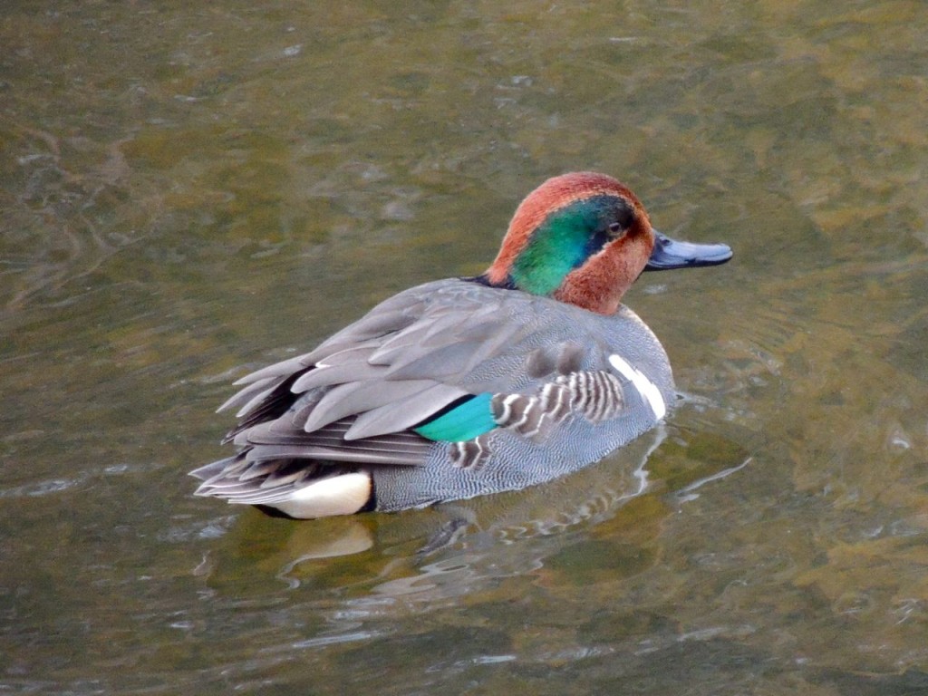 Green-winged Teal. Hendrie Valley 23 Dec 2015