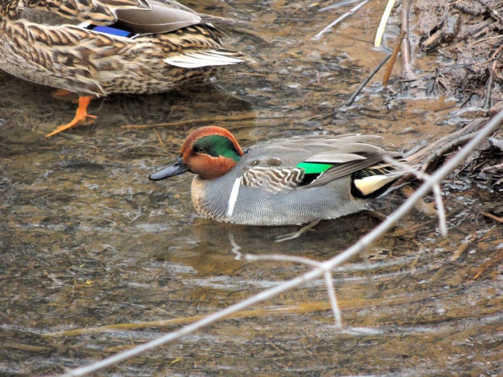 Green-winged Teal. Hendrie Valley 23 Dec 2015-3