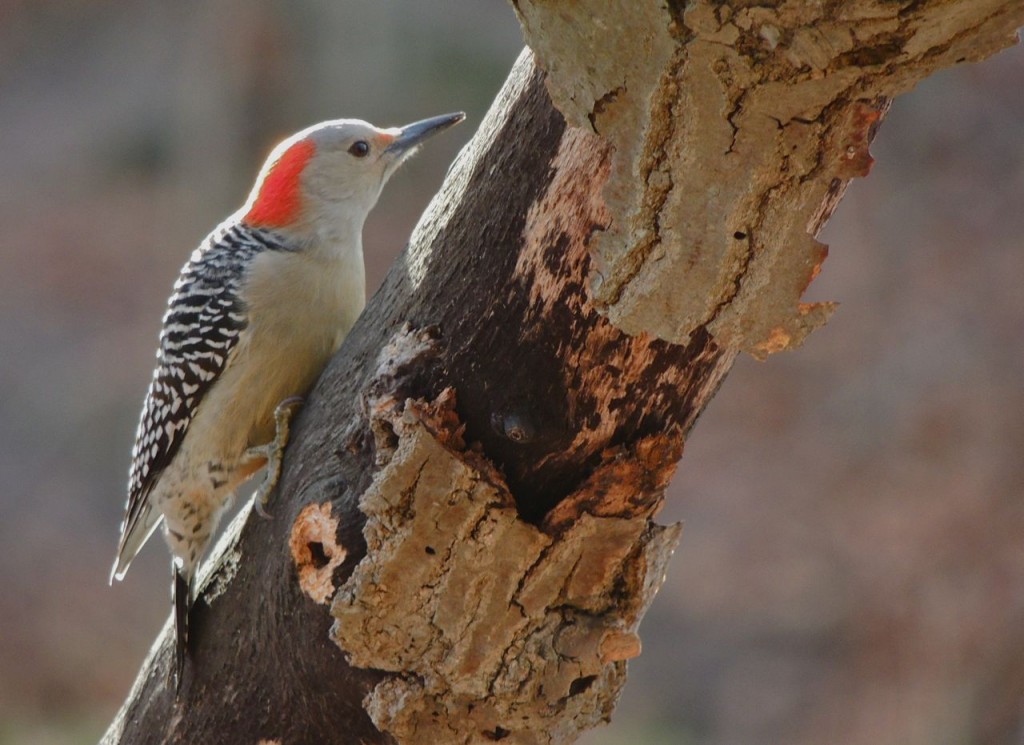 Red-bellied Woodpecker