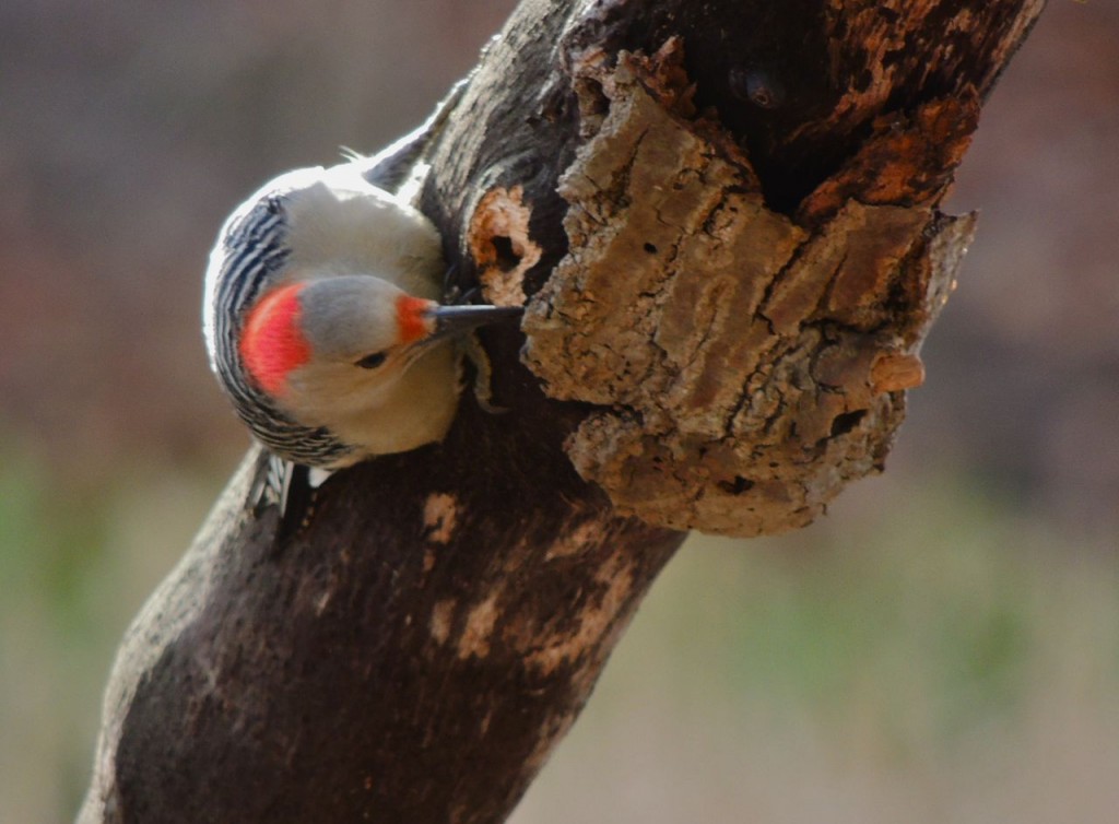 Red-bellied Woodpecker 2