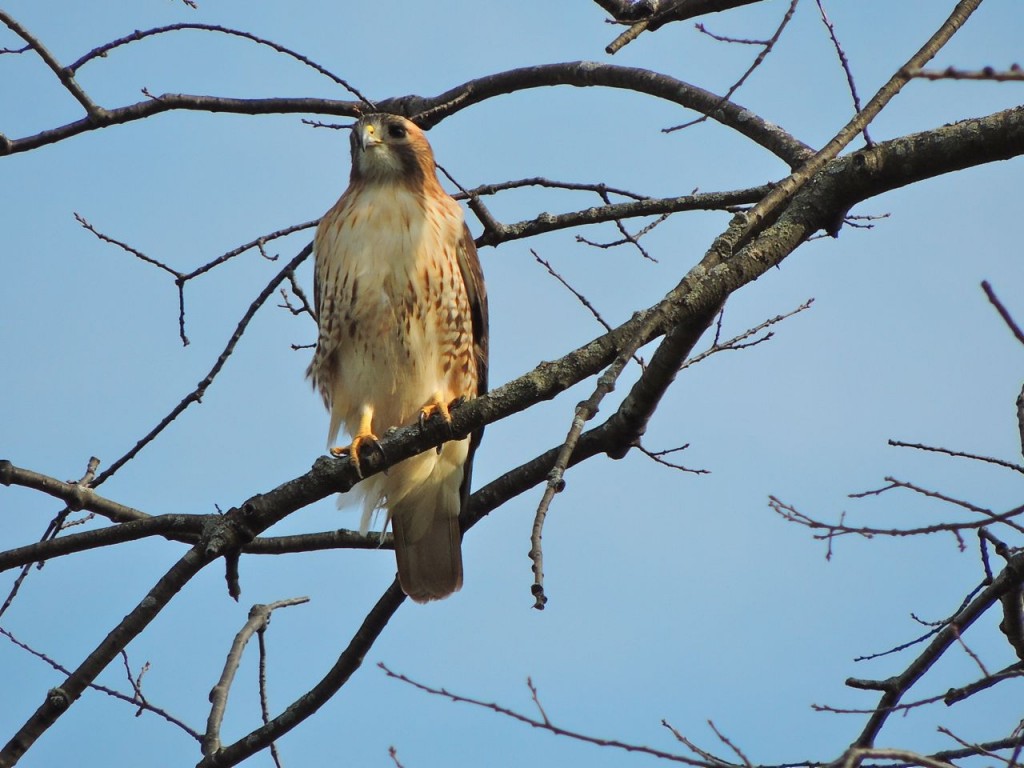 Red-tailed Hawk ready for the next meal