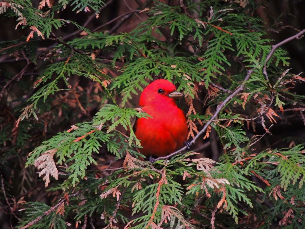 Scarlet Tanager at Paletta Park