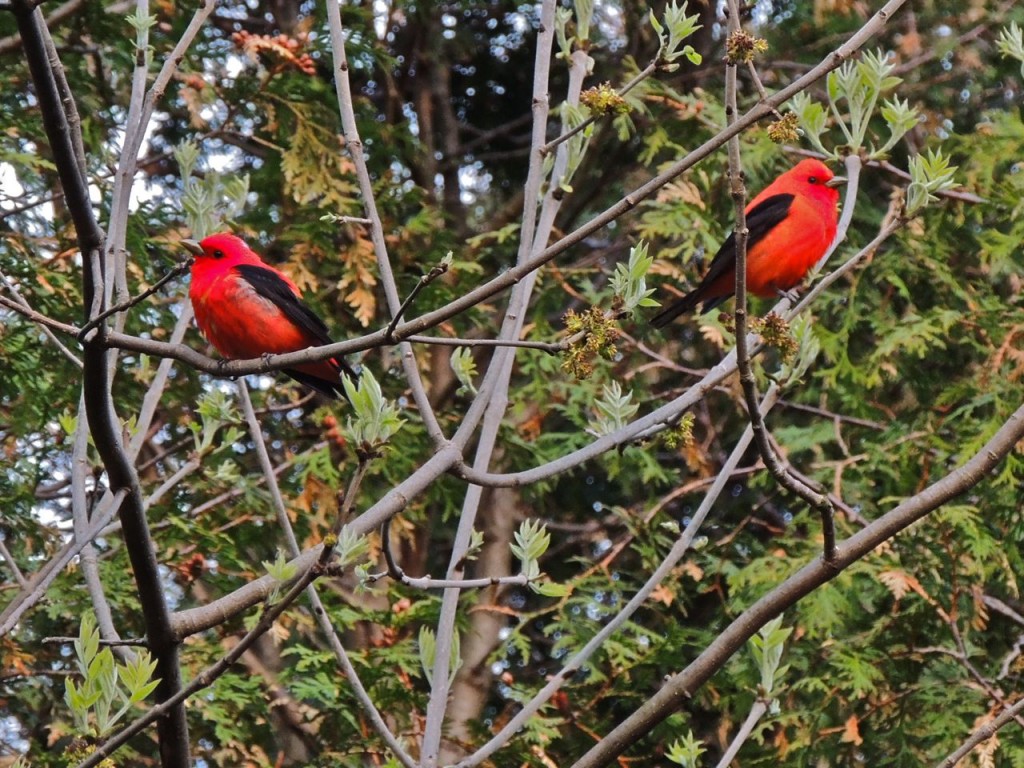 Scarlet Tanagers Paletta Park