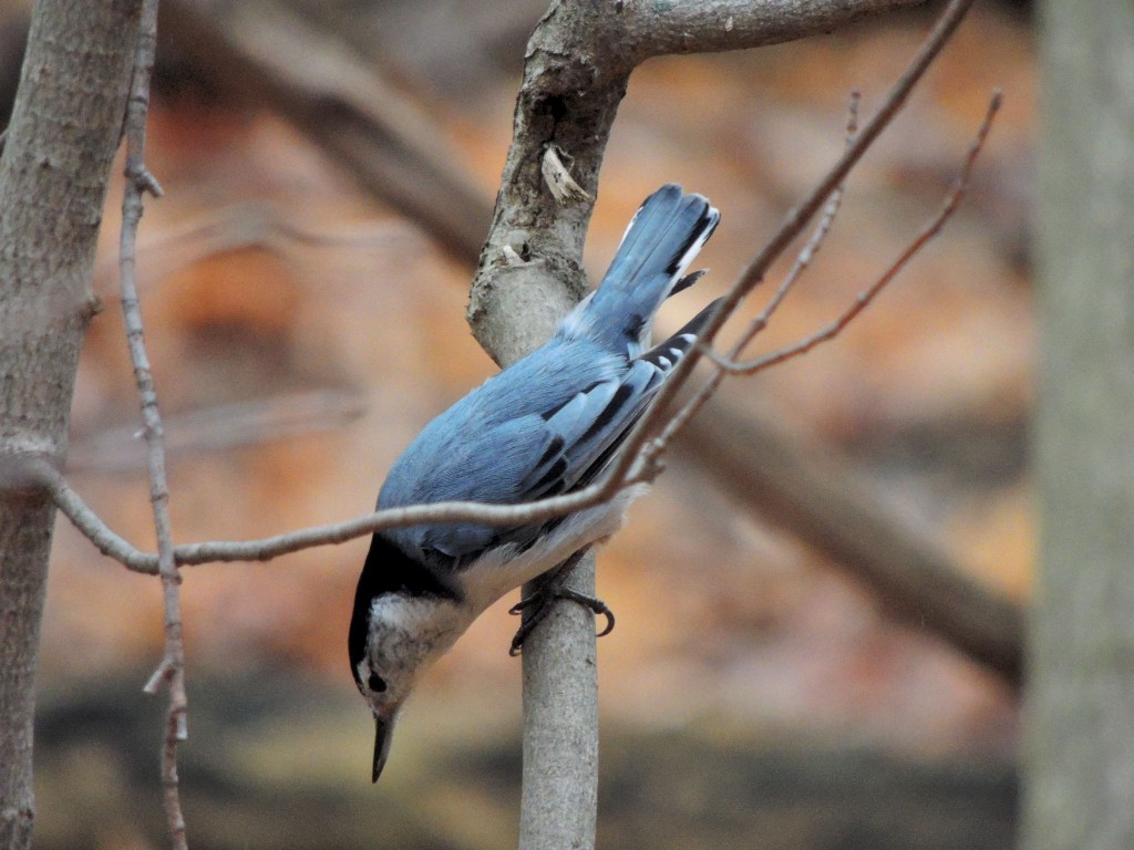 White-breasted Nuthatch