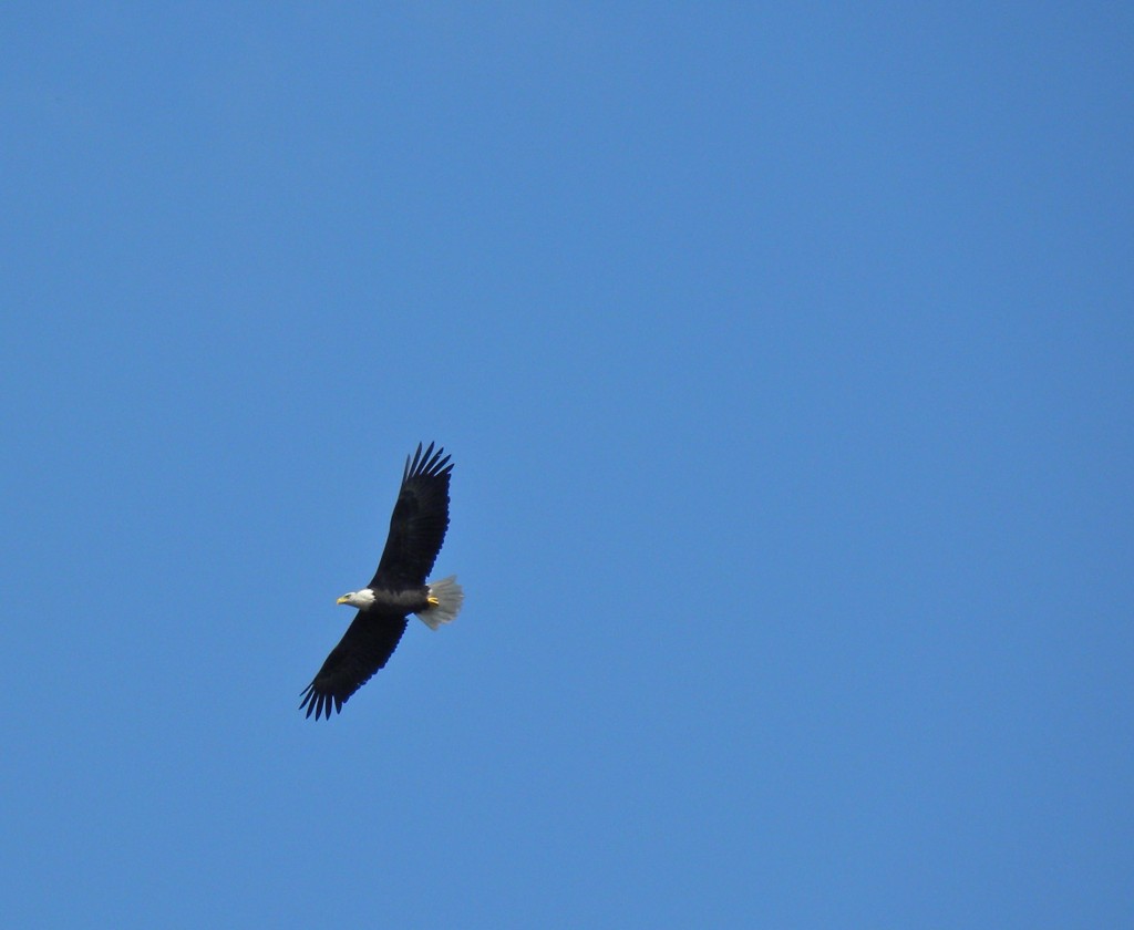 Bald Eagle on a not snowy day