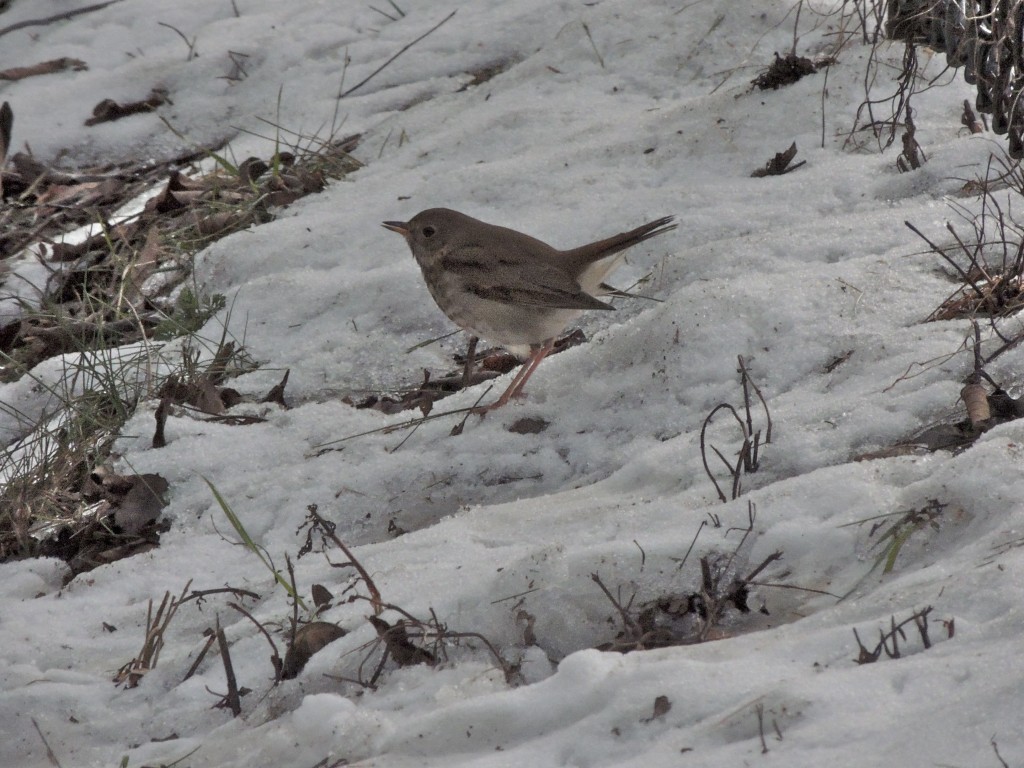 Hermit Thrush