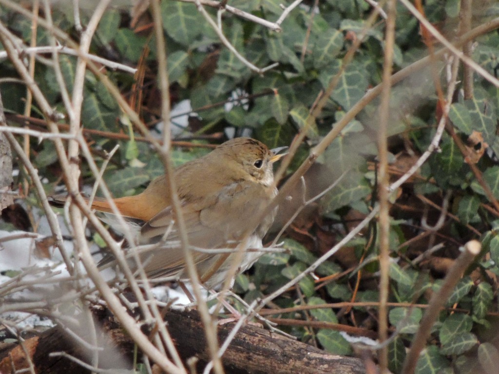 Hermit Thrush