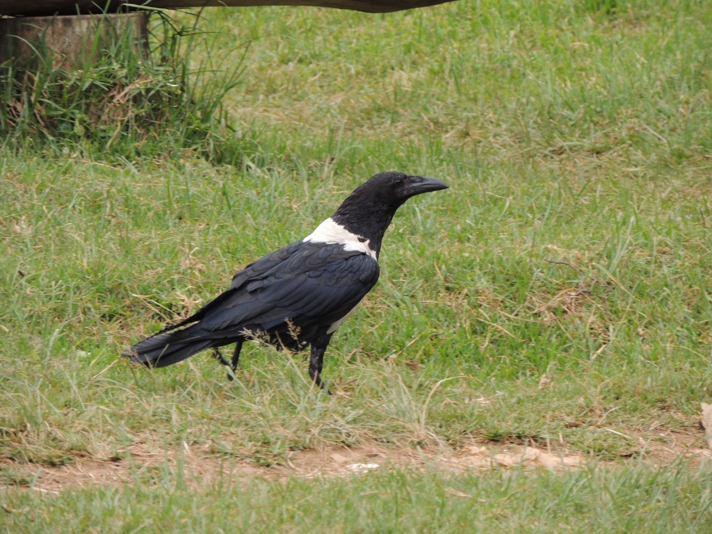 Pied Crow