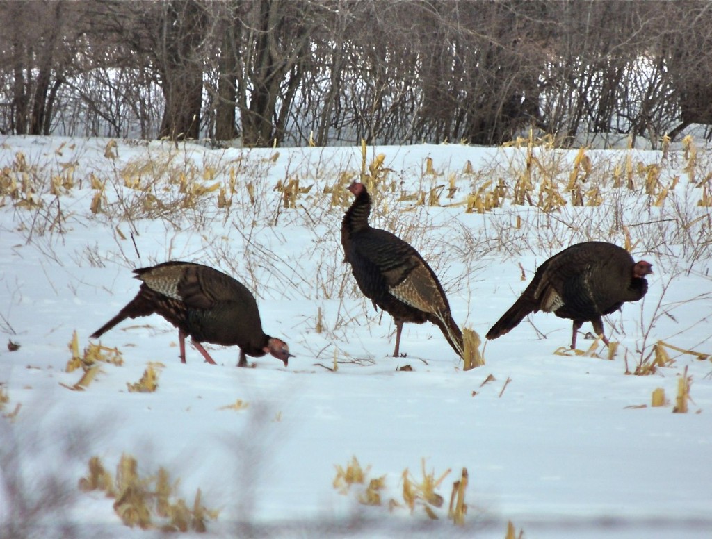 Turkeys Nr Duxbury