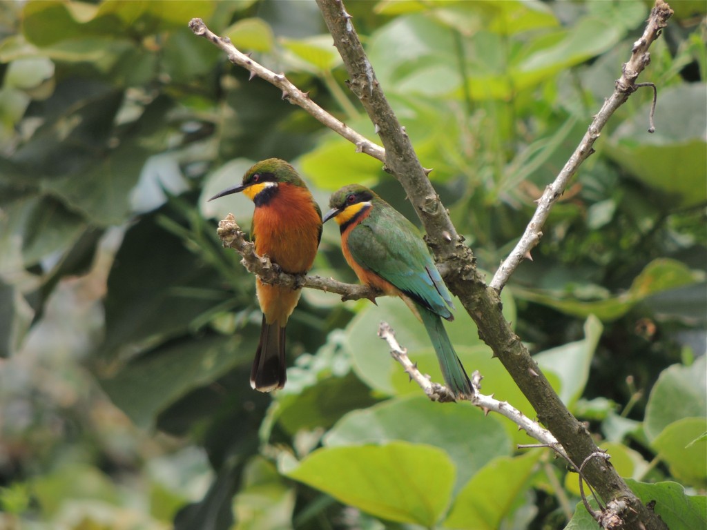 Cinnamon-chested Bee Eater