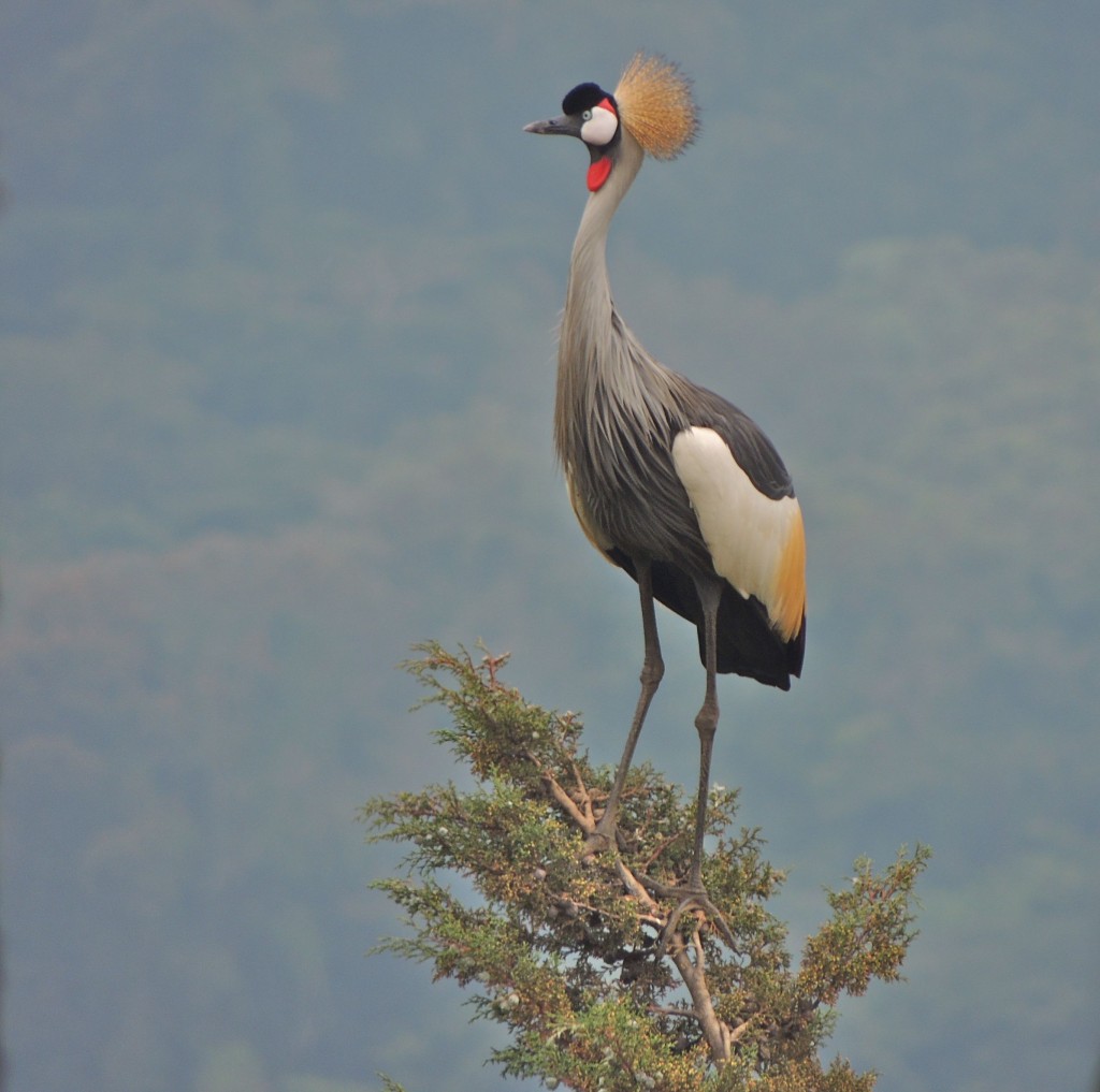 Grey-crowned Crane