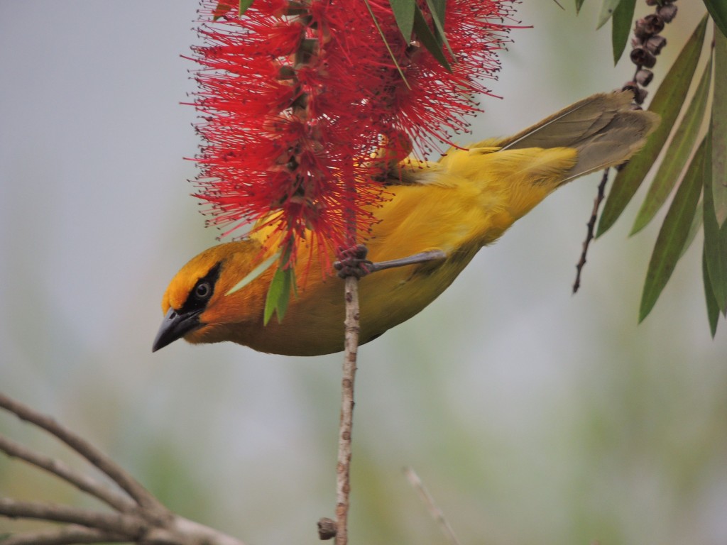 Spectacled Weaver