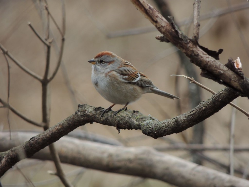 American Tree Sparrow