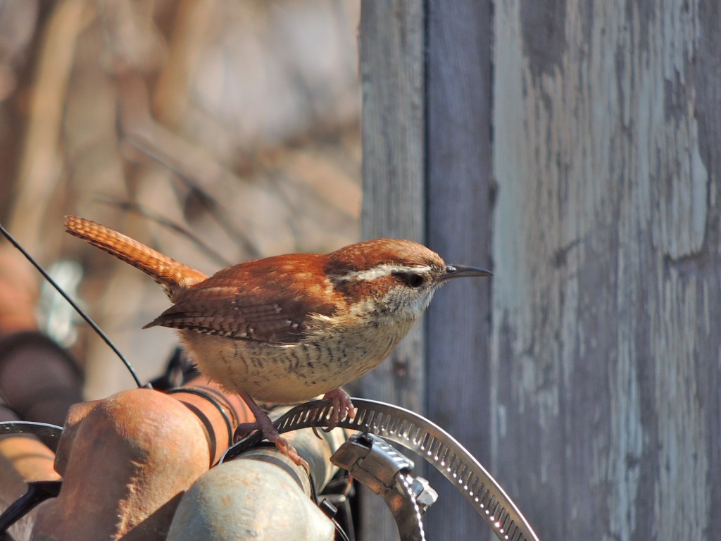 Carolina Wren