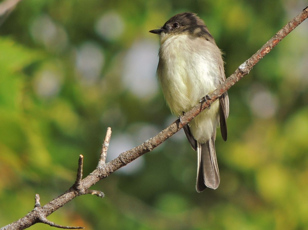 Eastern Phoebe (in October)