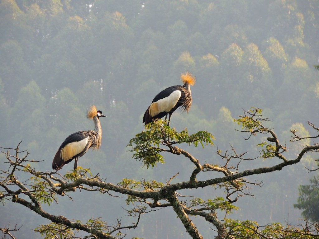 Grey-crowned Cranes