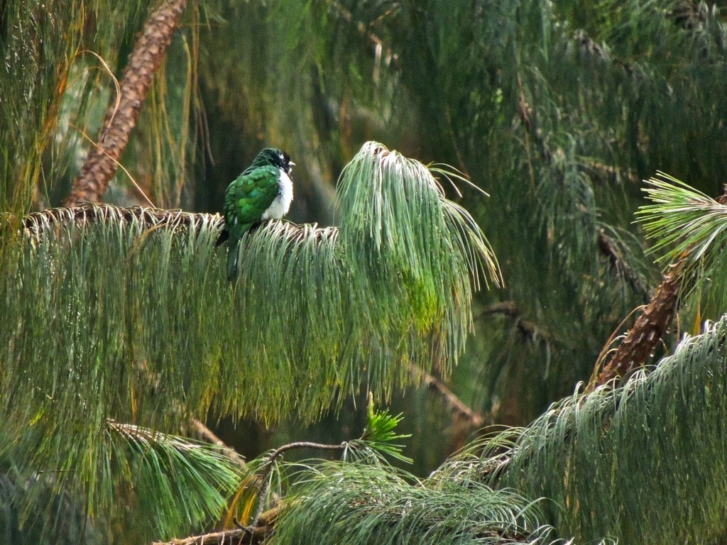 Klaas's Cuckoo