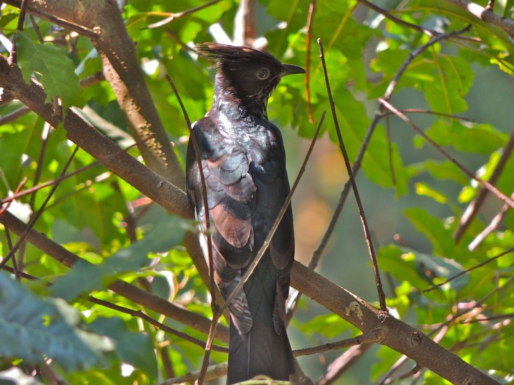 Levaillant's Cuckoo