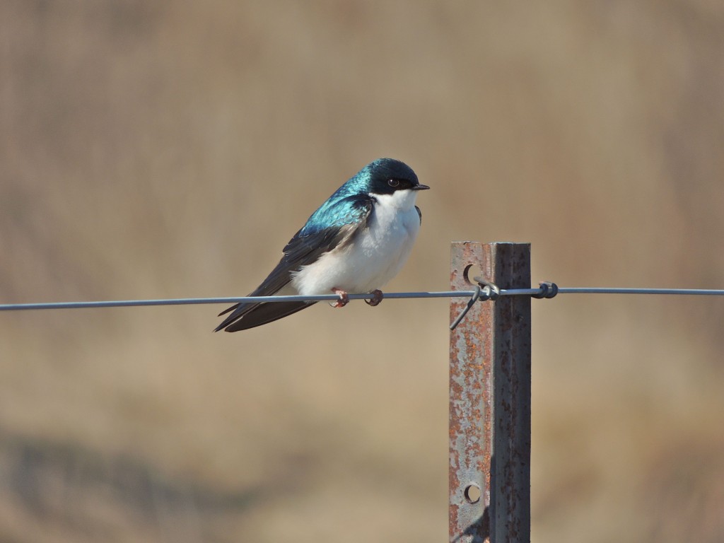 First of the year Tree Swallow