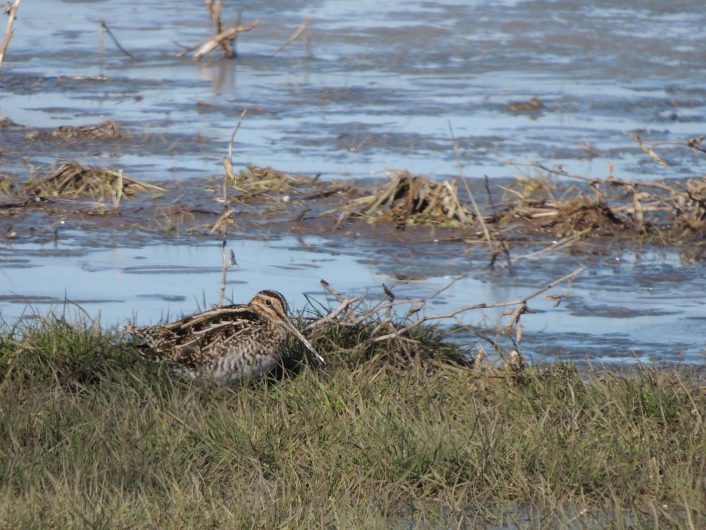 Wilson's Snipe happy on its own.