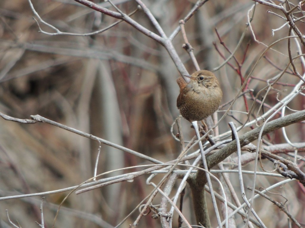 Winter Wren - Hendrie valley