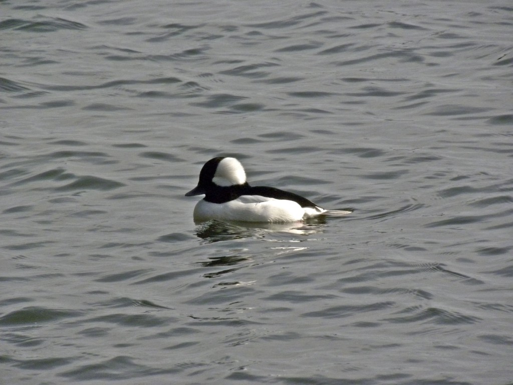 Bufflehead – My Bird Of The Day