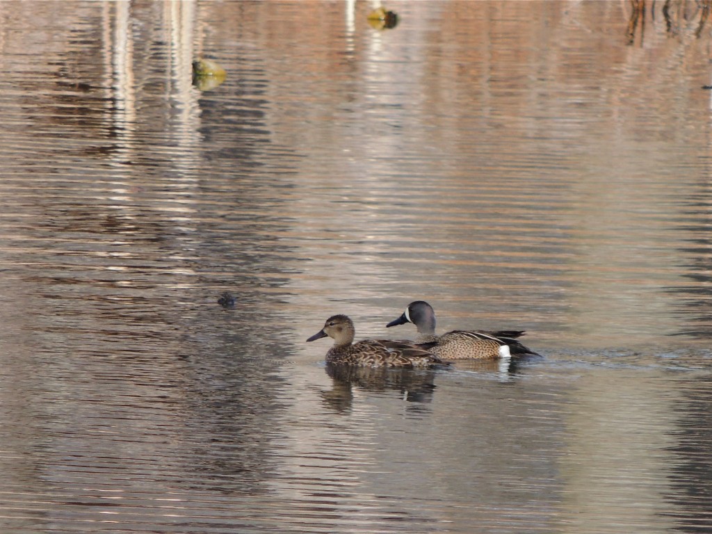 Pair of Blue-winged Teal