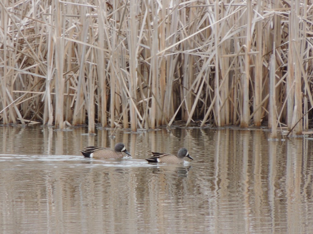 Male Blue-winged Teal