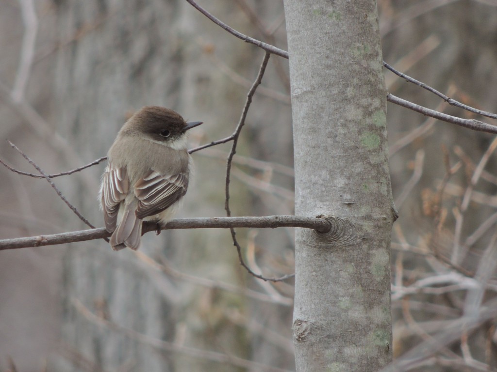 Eastern Phoebe