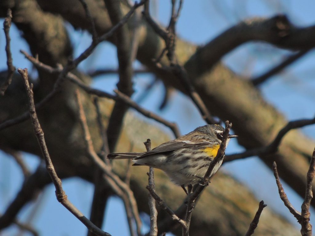 First Yellow-rumped Warbler. April 15 2016