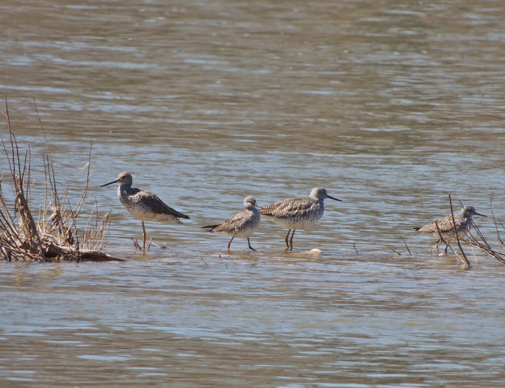 Greater & Lesser Yellowlegs. RP. Apr 27 2016