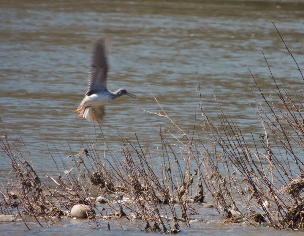 Greater Yellowlegs.