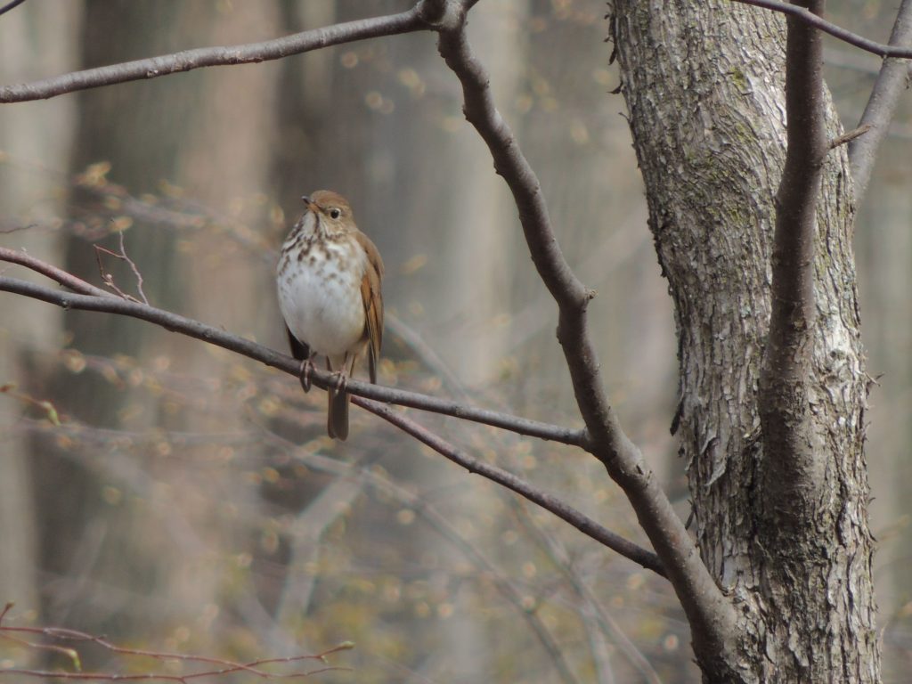 Hermit Thrush. RBG 30 April 2016