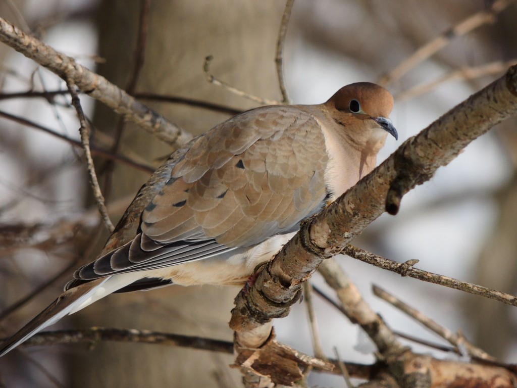 Mourning Dove