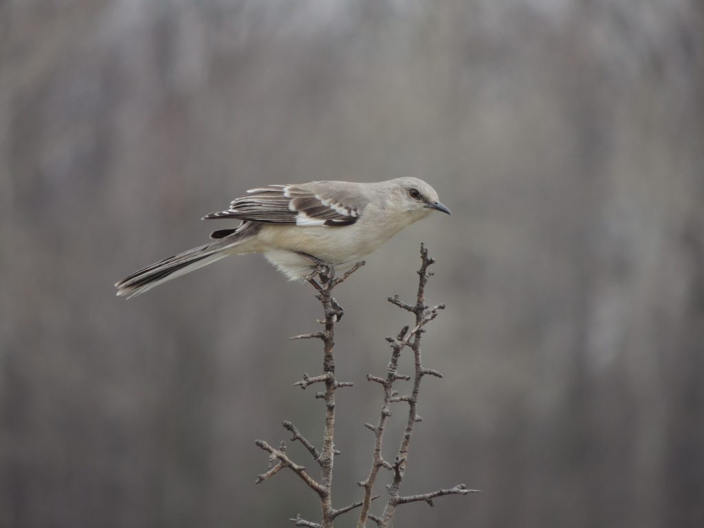 Northern Mockingbird