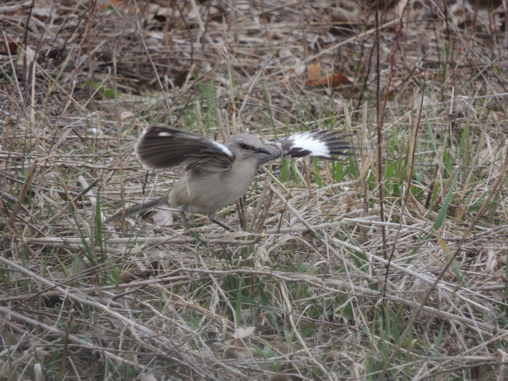 Northern Mockingbird. Wing flashing