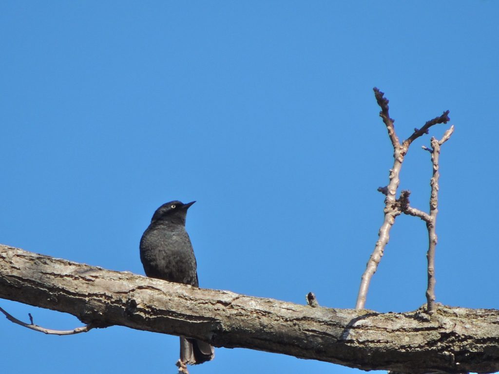 Rusty Blackbird.