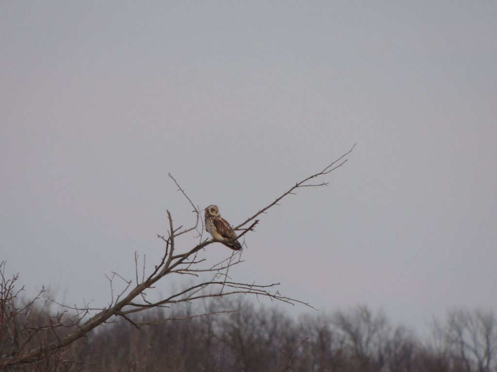 Short-eared Owl