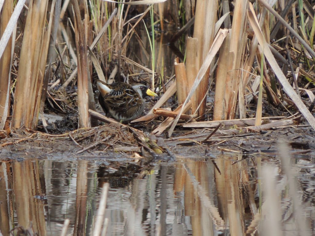 Sora - a species of rail