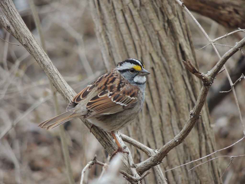 White-throated Sparrow