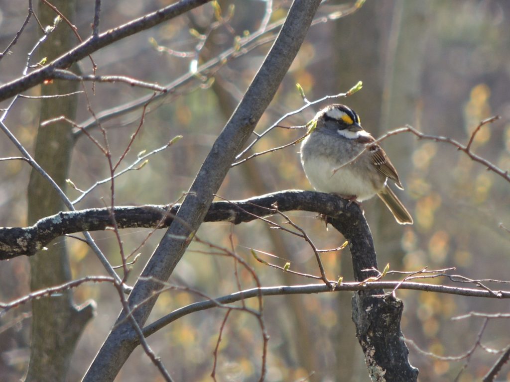 White-throated Sparrow