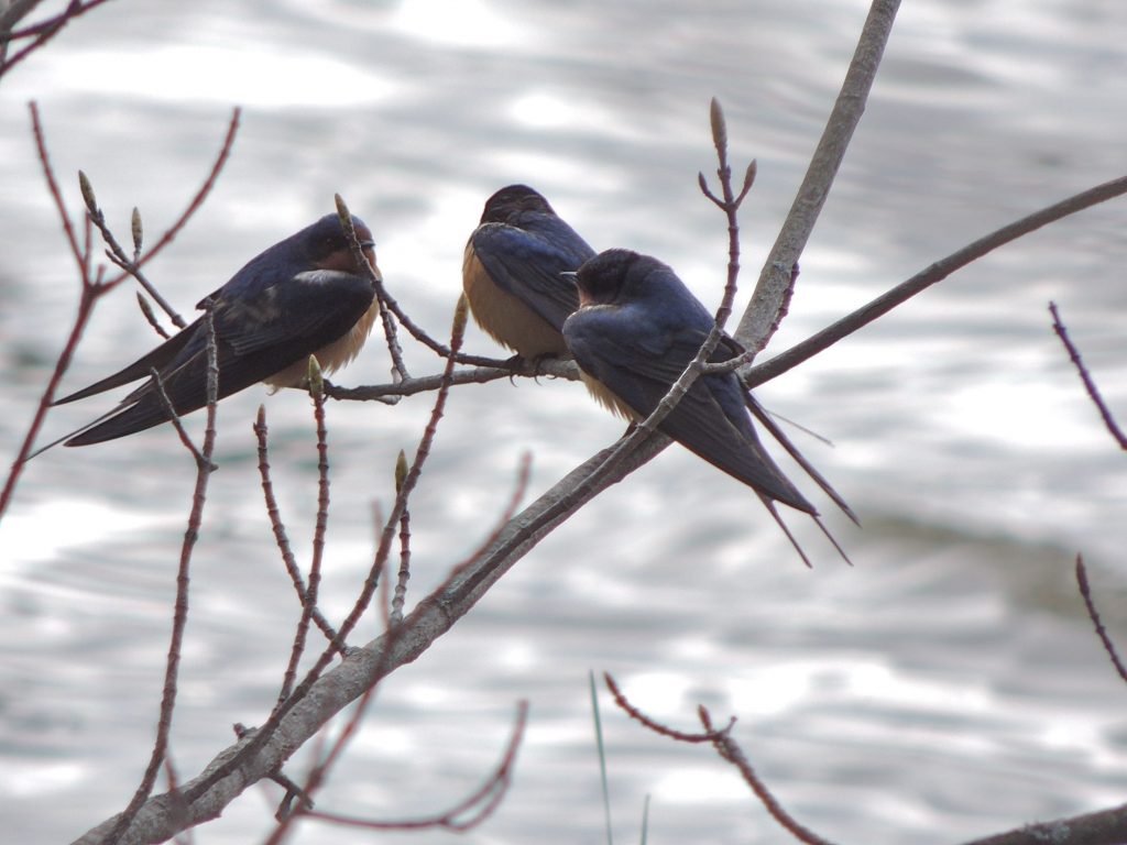 Barn Swallows in the cold